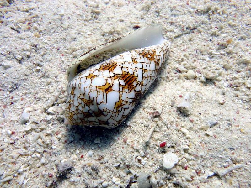 Cone textile.jpg